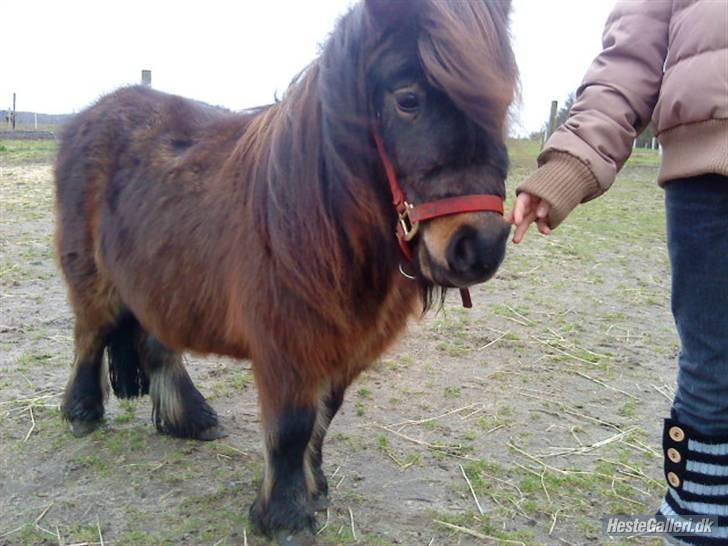 Shetlænder Felix (solt): ( billede 3