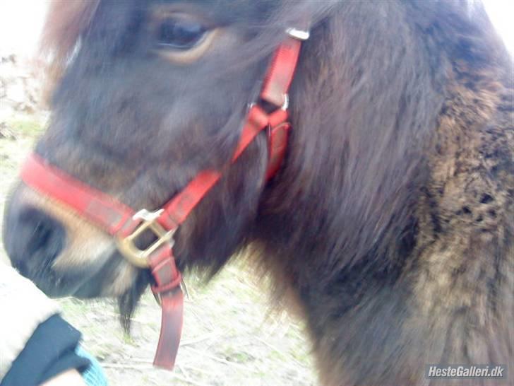 Shetlænder Felix (solt): ( billede 4