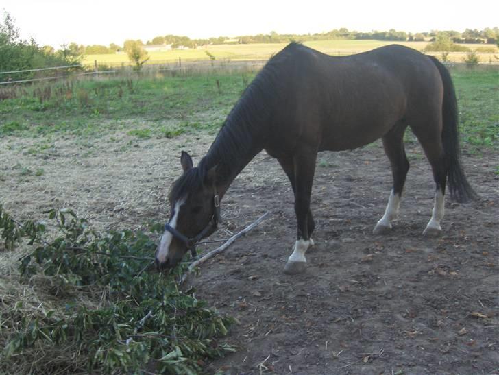 DSP Ringo   Død d. ( 10/9-14) - Ringo på fold, der hjemme billede 11