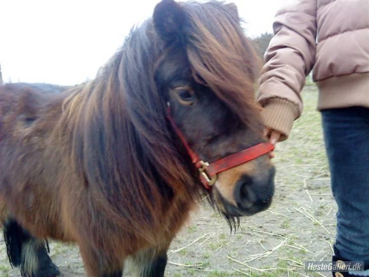 Shetlænder Felix (solt): ( billede 5