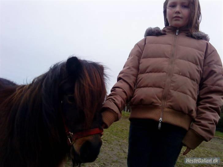 Shetlænder Felix (solt): ( billede 6