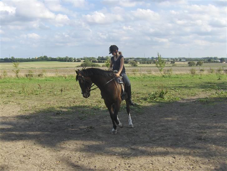 DSP Ringo   Død d. ( 10/9-14) - Ridetur på folden, hjemme hos Cathrine billede 12