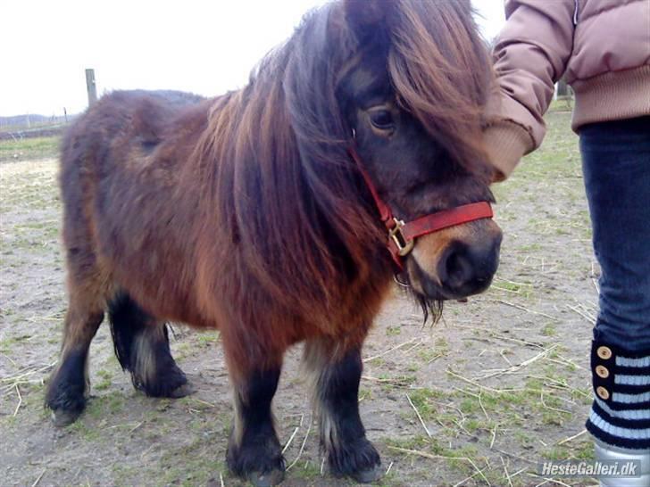 Shetlænder Felix (solt): ( billede 7
