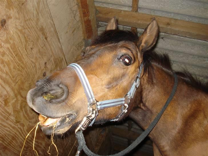 Anden særlig race Sindy  - gammel part  - Sindy med snotnæse en vinter.. mmg lækkert. billede 11