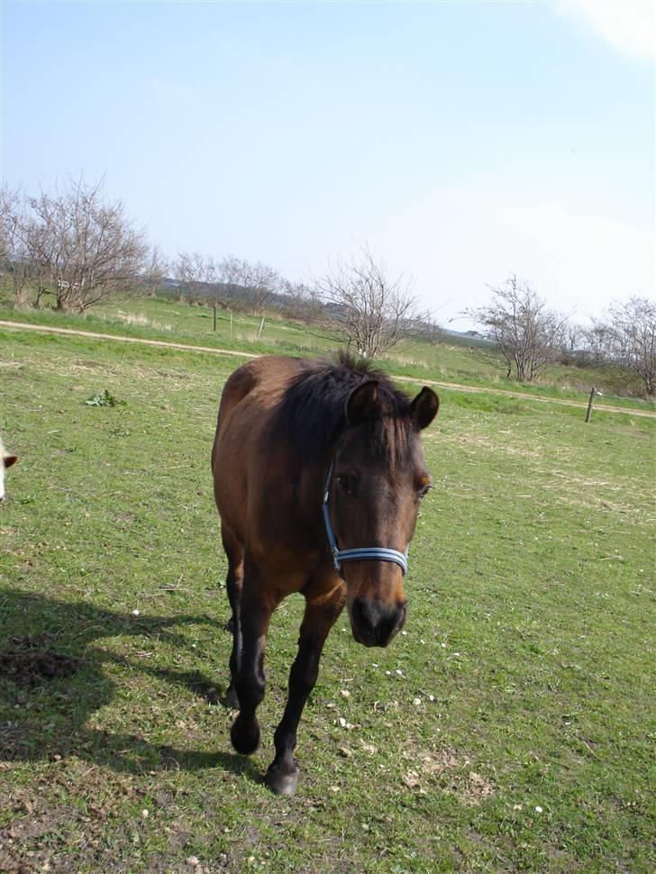 Anden særlig race Sindy  - gammel part  - Sindy på marken. billede 14
