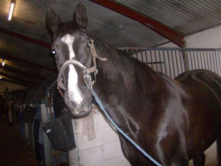 Anden særlig race Venus (solgt) billede 2