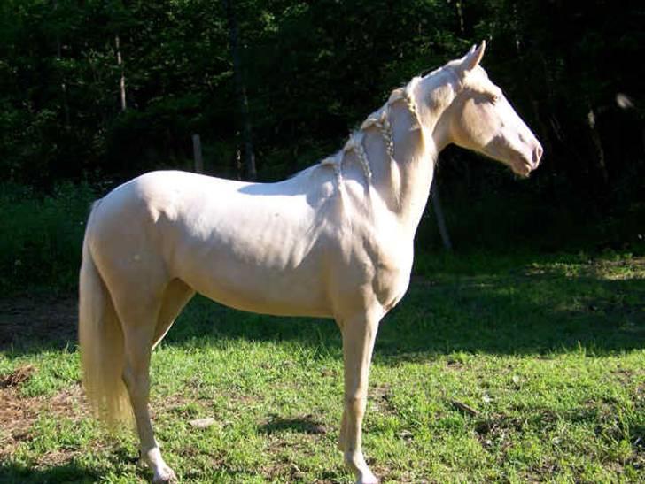 Morgan Hot Icee Solgt til USA - Icee Hot med fletninger d.04.08.08 billede 18