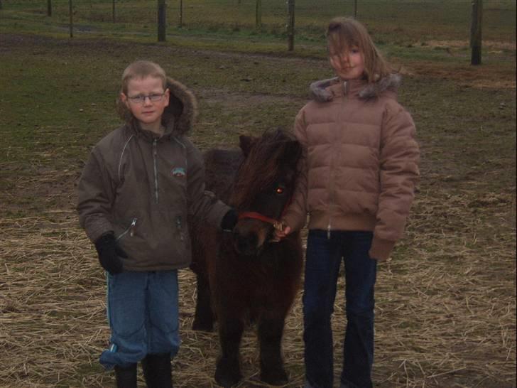 Shetlænder Felix (solt): ( billede 8