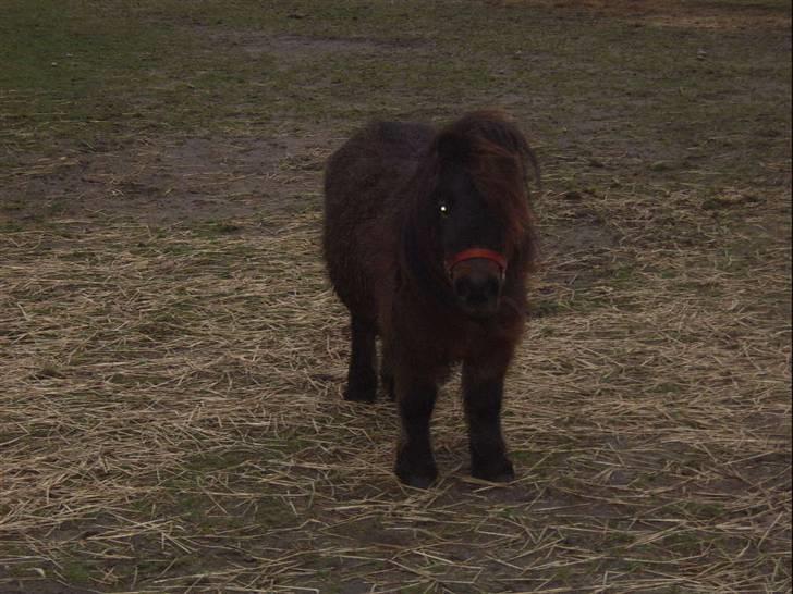 Shetlænder Felix (solt): ( billede 9