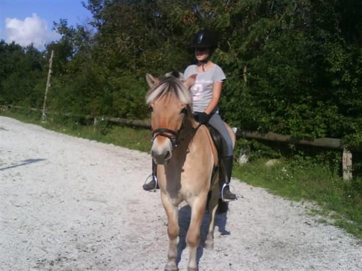 Fjordhest Baldrian<3 Solgt:/<3 - I sommers <3 billede 20