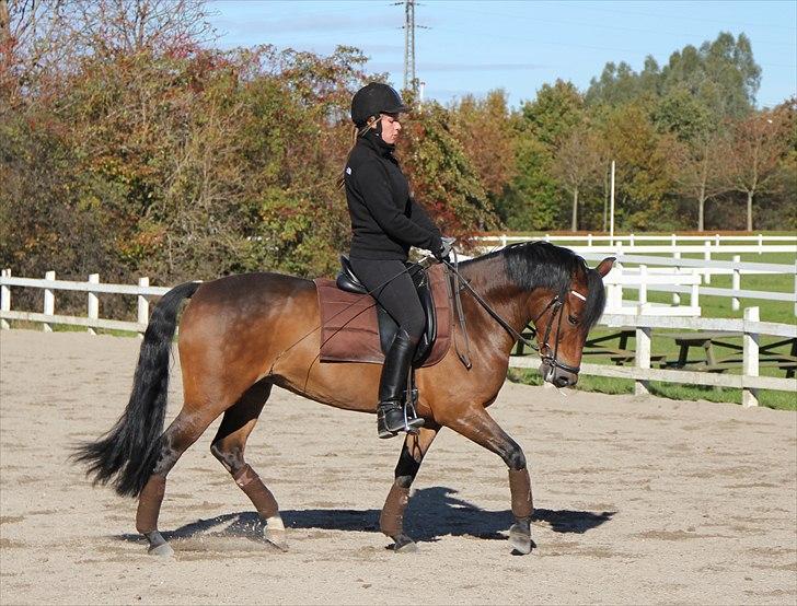 New Forest A Million - 2. dressur oktober 2010 Foto: mor billede 2