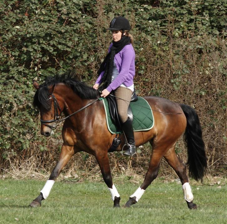 New Forest A Million - 3. <3 Foto: crillo billede 3