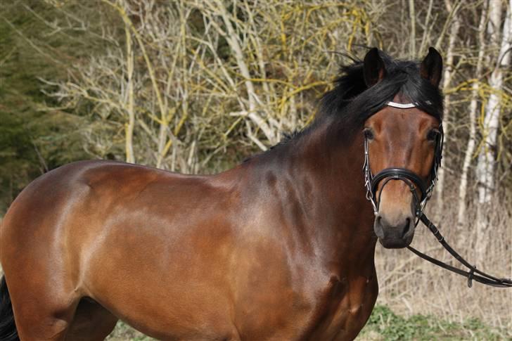 New Forest A Million - 5. Mille <3 Foto: crillo billede 5