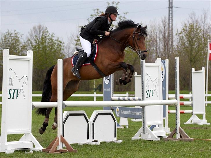 New Forest A Million - 6. Mille og alex til 5 års championat spring  billede 6