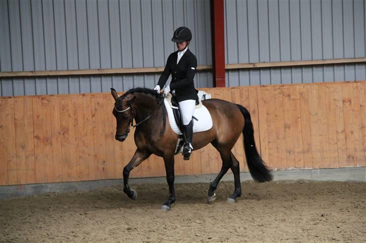 New Forest A Million - 8. mille og alex til stævne... foto: mig billede 8