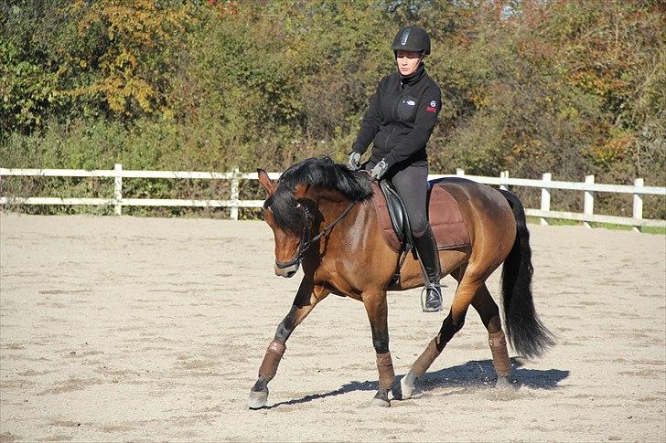 New Forest A Million - 9. dressur oktober 2010 Foto: mor billede 9