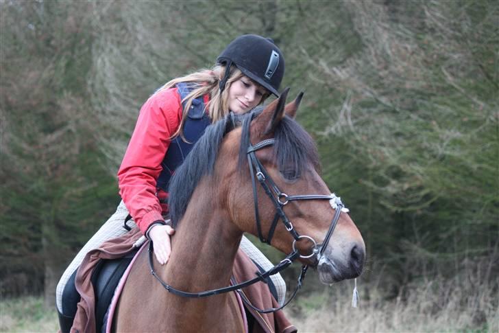 New Forest A Million - 10. Foto: Crillo  billede 10