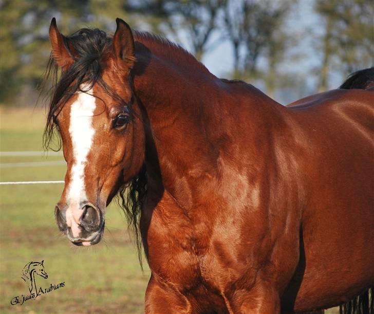 Arabisk fuldblod (OX) Cereniza billede 11