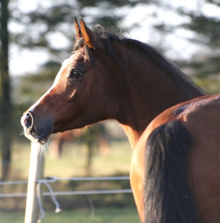 Arabisk fuldblod (OX) Cereniza billede 12