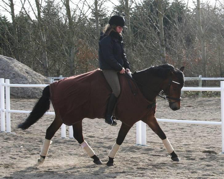 New Forest A Million - 11. dressur <3 Foto: mor billede 11