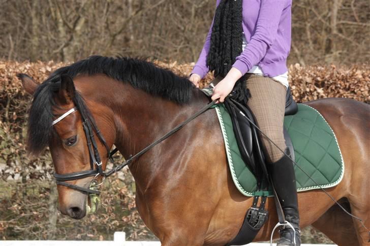 New Forest A Million - 12. <3 foto: mor billede 12