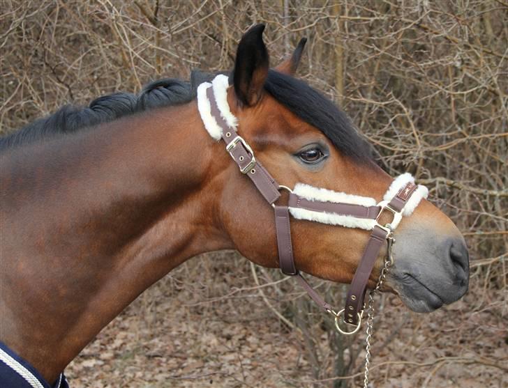 New Forest A Million - 14. vinder af 5 års dressur championat 2009 .. Foto: ? billede 14