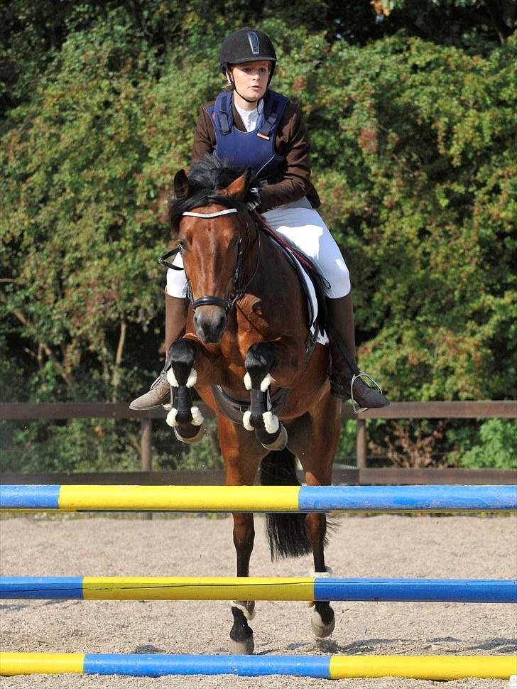 New Forest A Million - 16. vi springer :-)  Foto: Animal-print billede 16