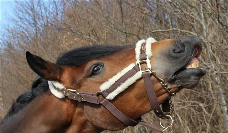 New Forest A Million - 17.  mille kan smile :D Foto: mig billede 17