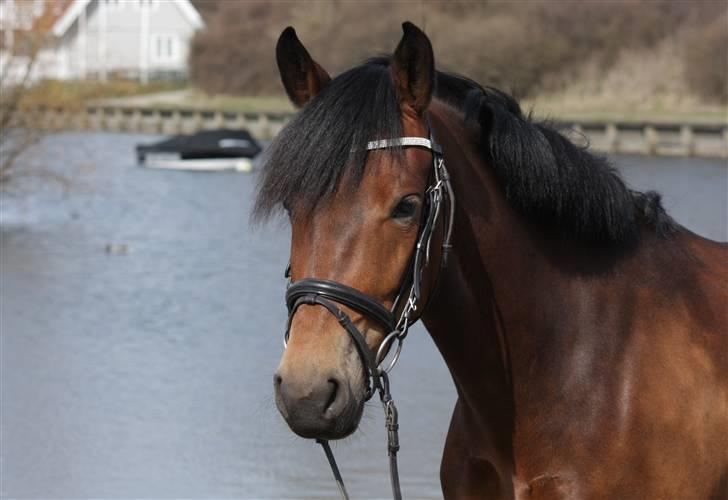 New Forest A Million - 18. smukke mille .. foto: Christine billede 18