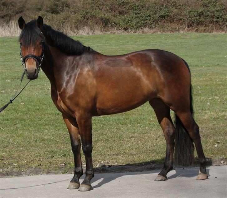 New Forest A Million - 19. smukke mille (: Foto: crillo billede 19