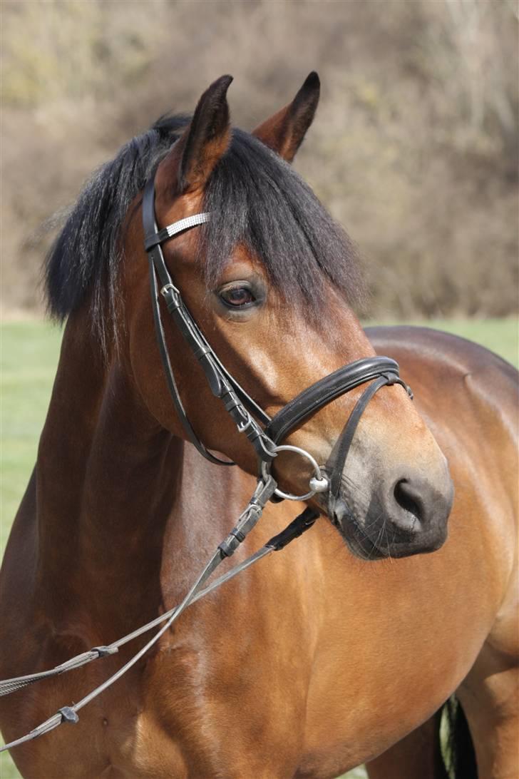 New Forest A Million - 20. <3 foto: crillo billede 20