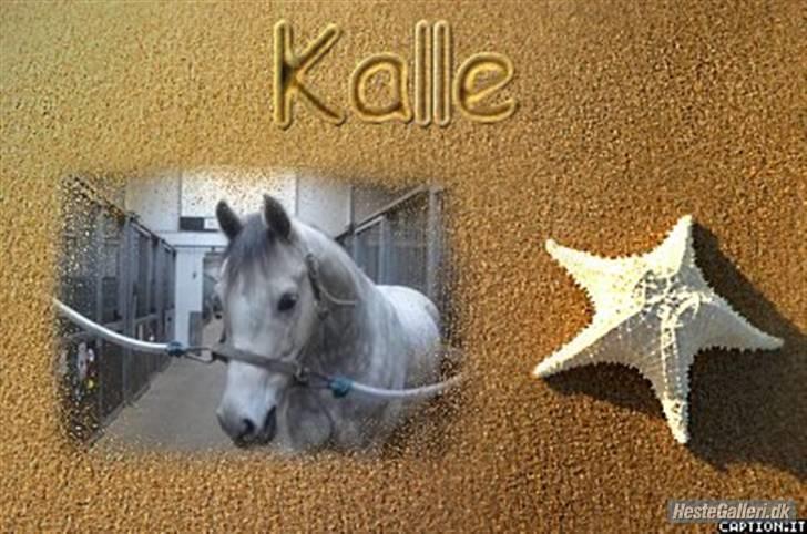 DSP Holmgaards Galant Solgt - Velkommen til Kalle s profil: )  billede 1