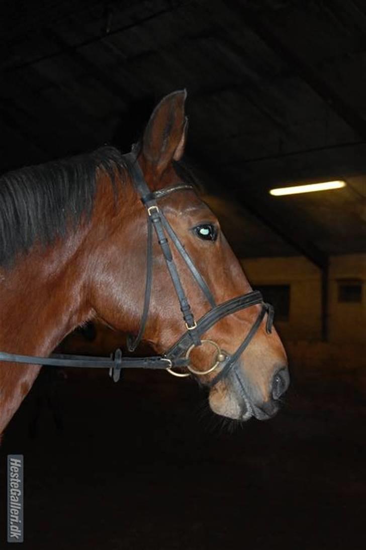 Anden særlig race Leica  - Smukke <3 foto Lærke billede 19