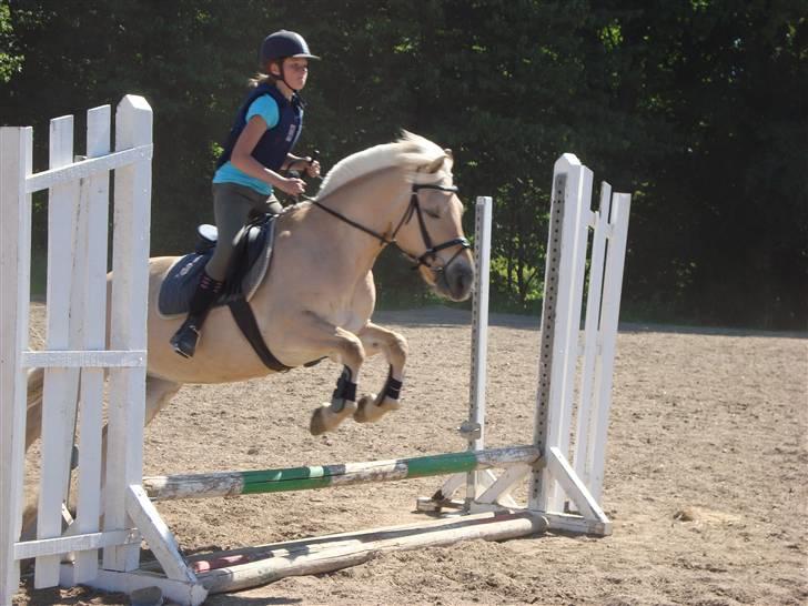 Fjordhest Pauline <3! [ Gl. part] - Spring time på Pauline!<3 Fotograf: NAna billede 17