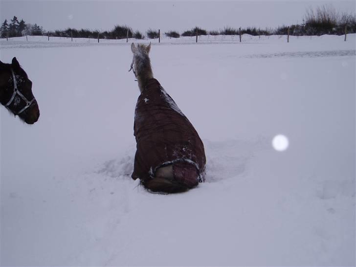 Fuldblod (XX) Marshall #HIMMELHEST# - Jeg sidder lige og holder øje med om alting er som det skal være... billede 2