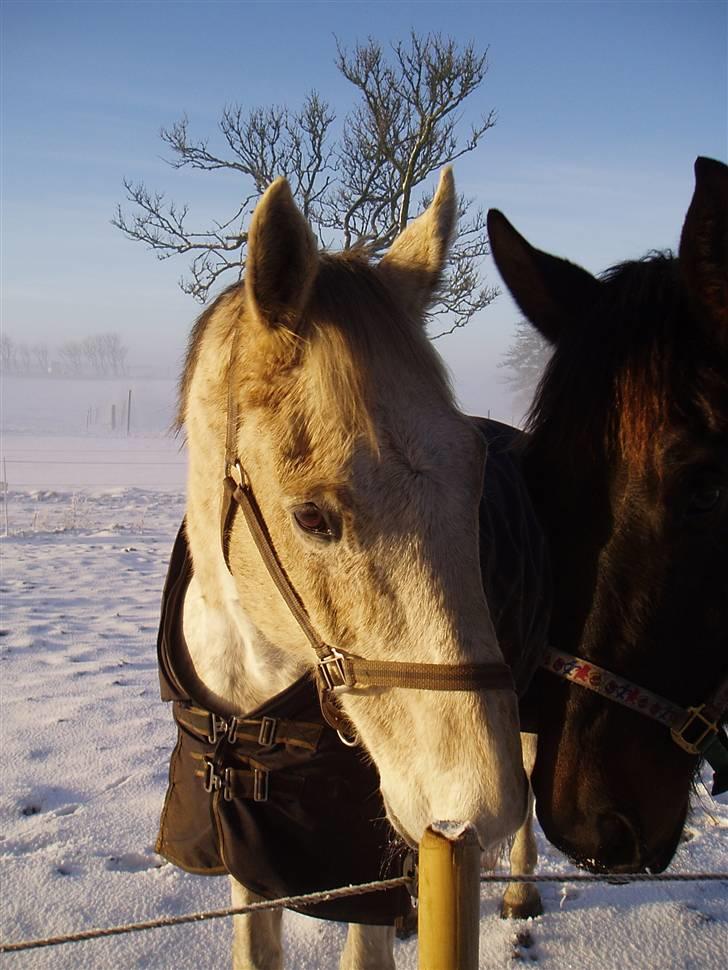 Fuldblod (XX) Marshall #HIMMELHEST# - Marshall og hans bedste ven Ib. billede 4