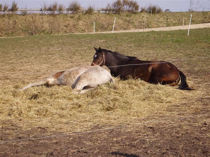 Fuldblod (XX) Marshall #HIMMELHEST# - Første sommerdag, hygger med kæresten Donna. Der er kun et problen med en lys hest;-) billede 5