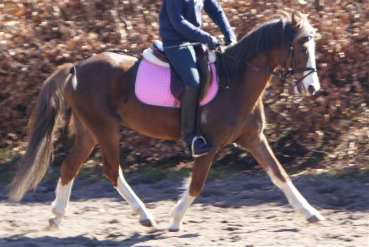 Anden særlig race Chinchika - R.I.P. - Fri trav;B billede 18