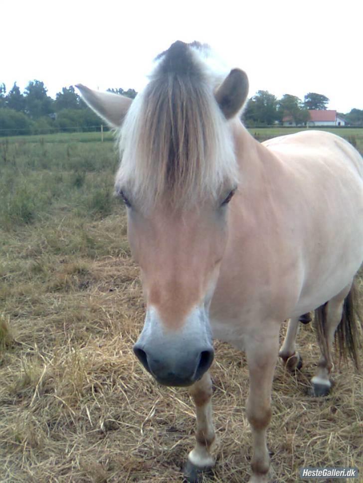 Fjordhest Obelix *SOLGT* - Sommerfold- Nye ejer- Nyt billede 18