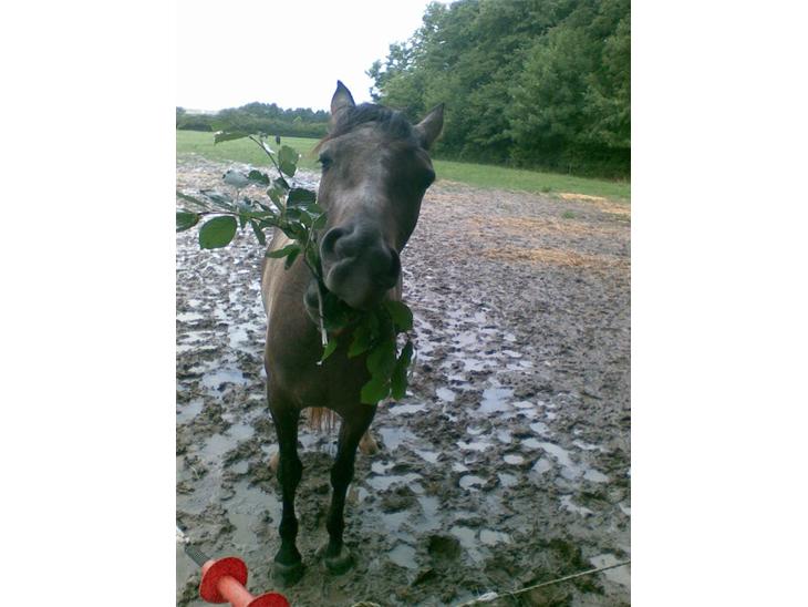 {{currentPhoto.altText}} billede {{currentPhoto.number}}