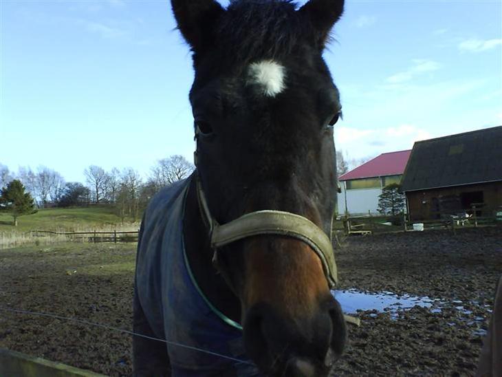 {{currentPhoto.altText}} billede {{currentPhoto.number}}