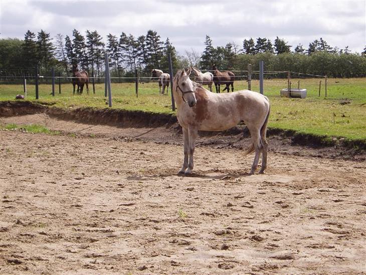 {{currentPhoto.altText}} billede {{currentPhoto.number}}