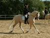 Palomino Magic Memphis