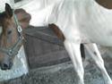 Pinto Sorenta "solgt" :*