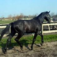 Dansk Varmblod Winthers Windsor