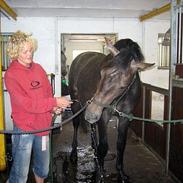 Dansk Varmblod Winthers Windsor