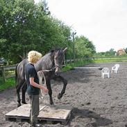 Dansk Varmblod Winthers Windsor