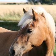 Haflinger Gravenshoveds Omira