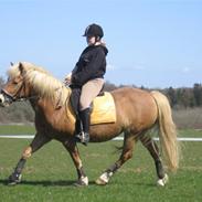 Haflinger Gravenshoveds Omira
