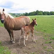 Haflinger Gravenshoveds Omira
